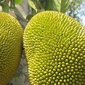 Big Fruit with Spikes