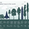 Biggest Tree Building in the World