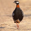 Black Francolin