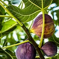 Black Mission Fig Tree