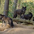 Black Wolf Pack On Fire