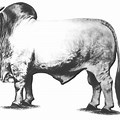 Black and White Brahma Bull