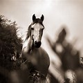 Black and White Wallpaper 4K Horse