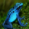 Blue and Black Poison Dart Frog