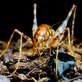 Bright Green Cave Cricket