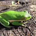 Bright Green Tree Frog