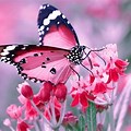 Butterfly Background Images HD