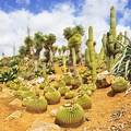 Cacti in the Sahara Desert
