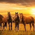 Camdraft Horses in a Sunrise