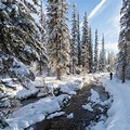 Canada Boreal Forest Snow
