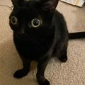 Cat Meme Crazy Big Eyes