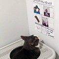 Cat Poop Amazon. Box Meme