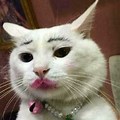Cat Using Makeup Meme