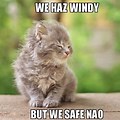 Cat in Wind Meme