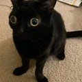 Cat with Big Eyes and Yellow Smile Meme