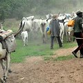 Cattle Rustling in Kebbi State Nigeria