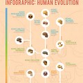 Chart for Evolution Timeline