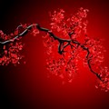 Cherry Blossom Wallpaper Black Background