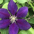 Clematis Dark Purple Flowers From May