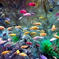 Colorful Aquarium Fish Tank