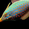 Colorful Deep Sea Fish