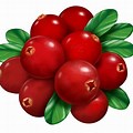 Cranberries Clip Art