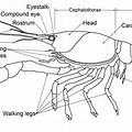 Crayfish Body Parts