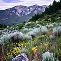 Crested Butte Colorado Wildflowers