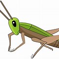 Cricket Bug Clip Art PNG
