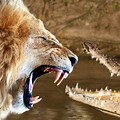 Crocodile vs Lion Fight Over Food