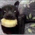 Cute Bat Eating Banana