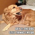 Cute Dog and Cat Couple Memes