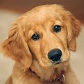 Cute Dogs Golden Retriever