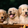 Cute Puppy Dog Desktop Wallpaper