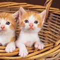 Cute Wallpapers of Kittens in a Basket