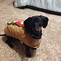 Cute Weiner Dog Halloween Costumes