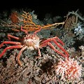 Deep Sea Crab
