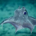 Deep Sea Ocean Creatures