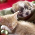 Desktop Backgrounds Cute Puppies and Kittens