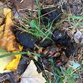 Different Pics of Bear Poop