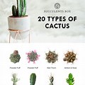 Different Types Cactus Plants Names