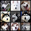 Different Types of Huskies