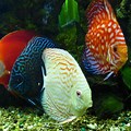 Discus Fish Front View