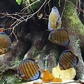 Discus Fish Natural Habitat