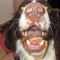Dog Jaw Getting Stuck On Round Bone