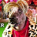 Dog S Comedy Movies