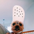 Dog with Croc On Head Different Colors