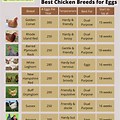 Egg Laying Chicken Breeds Chart
