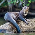 Endangered Species in Amazon River Giant Otter