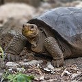 Extinct Giant Tortoise Found